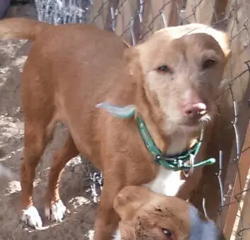 Algunos de los animales desaparecidos tras el robo (FOTO: cedidas)