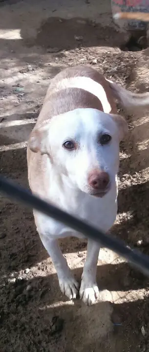 Algunos de los animales desaparecidos tras el robo (FOTO: cedidas)