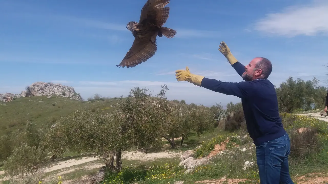 Algar suelta una de las aves, esta ma&ntilde;ana, en Luque (FOTO: cedida)