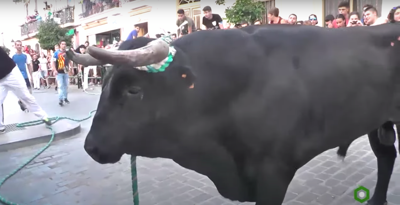 Toro de Cuerda de Carcabuey (FOTO: TV Centro Andaluc&iacute;a)