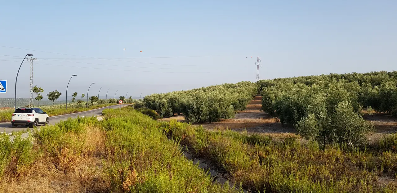 Terreno donde se ubicará el futuro hospital de Lucena (FOTO: cedida)