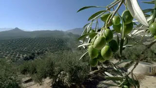 Olivar en la comarca de la Subb&eacute;tica (FOTO: archivo)