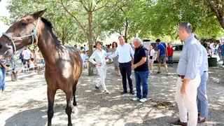 Feria de Ganado en Lucena (FOTO: cedida)