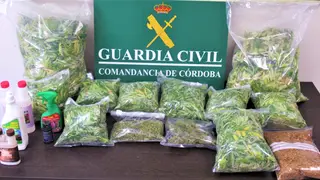 Marihuana intervenida por la Guardia Civil en un trastero de Montilla (FOTO: Guardia Civil)