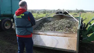 Aceitunas sustraídas en Cabra y recuperadas por la Guardia Civil (FOTO: Guardia Civil)
