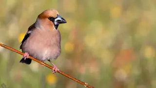 Ejemplar de Picogordo en las Sierras Subb&eacute;ticas (FOTO: Antonio Pestana - Explora Natura)