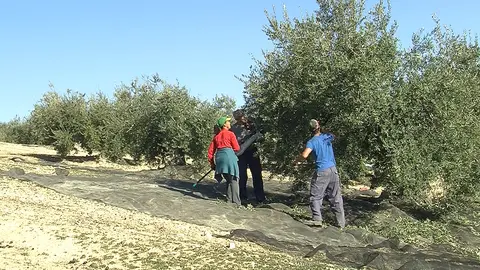 Recogida de la aceituna en la Subb&eacute;tica (FOTO: archivo)