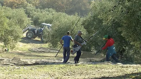 Campa&ntilde;a recogida de la aceituna en la Subb&eacute;tica (FOTO: archivo)