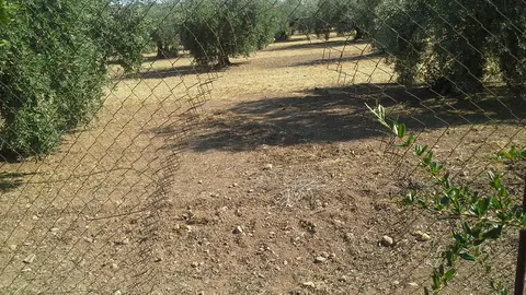 Hueco abierto por los ladrones para acceder a una de las parcelas afectadas (FOTO: cedida)