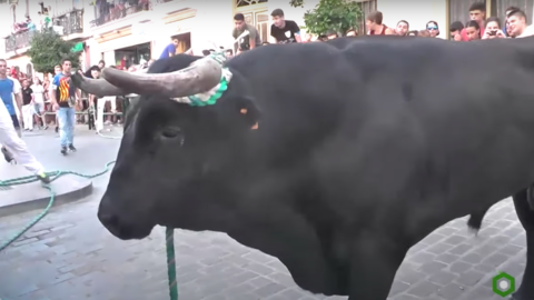 Toro de Cuerda de Carcabuey (FOTO: TV Centro Andaluc&iacute;a)