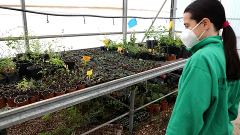 Vivero del Centro Agropecuario Provincial de la Diputaci&oacute;n de C&oacute;rdoba (FOTO: archivo)