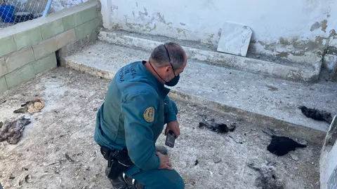 Operaci&oacute;n del SEPRONA en Lucena (FOTO: Guardia Civil)
