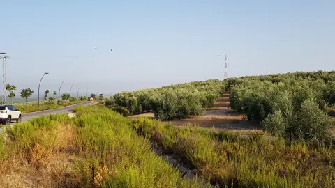 Terreno donde se ubicará el futuro hospital de Lucena (FOTO: cedida)