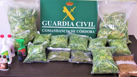 Marihuana intervenida por la Guardia Civil en un trastero de Montilla (FOTO: Guardia Civil)