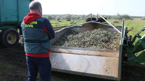Aceitunas sustraídas en Cabra y recuperadas por la Guardia Civil (FOTO: Guardia Civil)