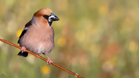 Ejemplar de Picogordo en las Sierras Subb&eacute;ticas (FOTO: Antonio Pestana - Explora Natura)
