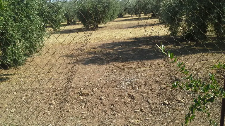Hueco abierto por los ladrones para acceder a una de las parcelas afectadas (FOTO: cedida)