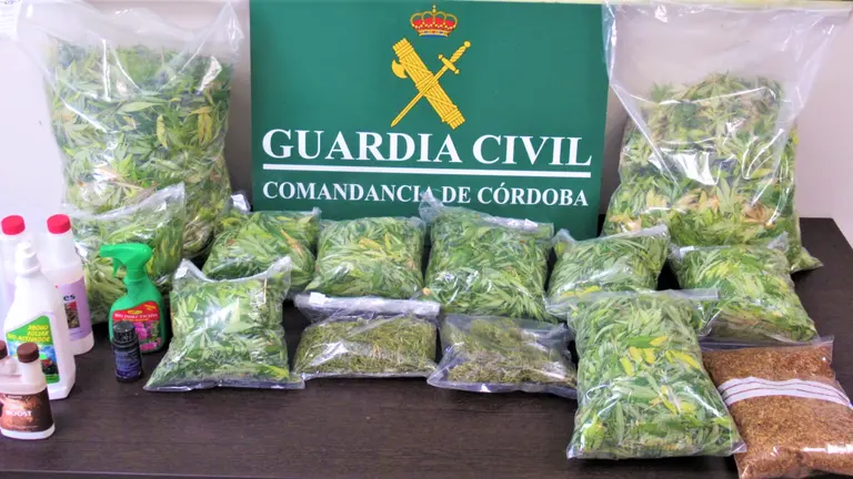 Marihuana intervenida por la Guardia Civil en un trastero de Montilla (FOTO: Guardia Civil)