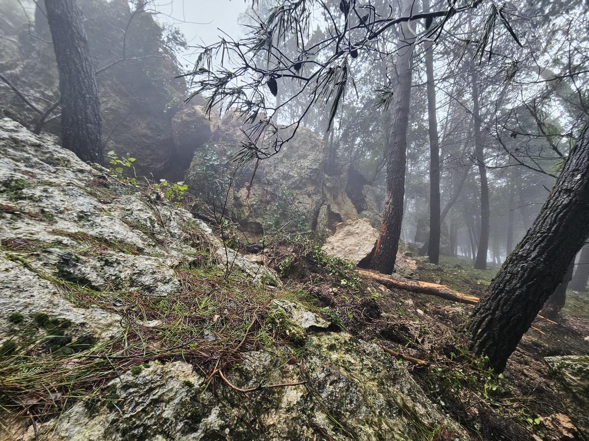 Árboles caídos y rocas desprendidas en la Sierra de Cabra (FOTO: Real Archicofradía)